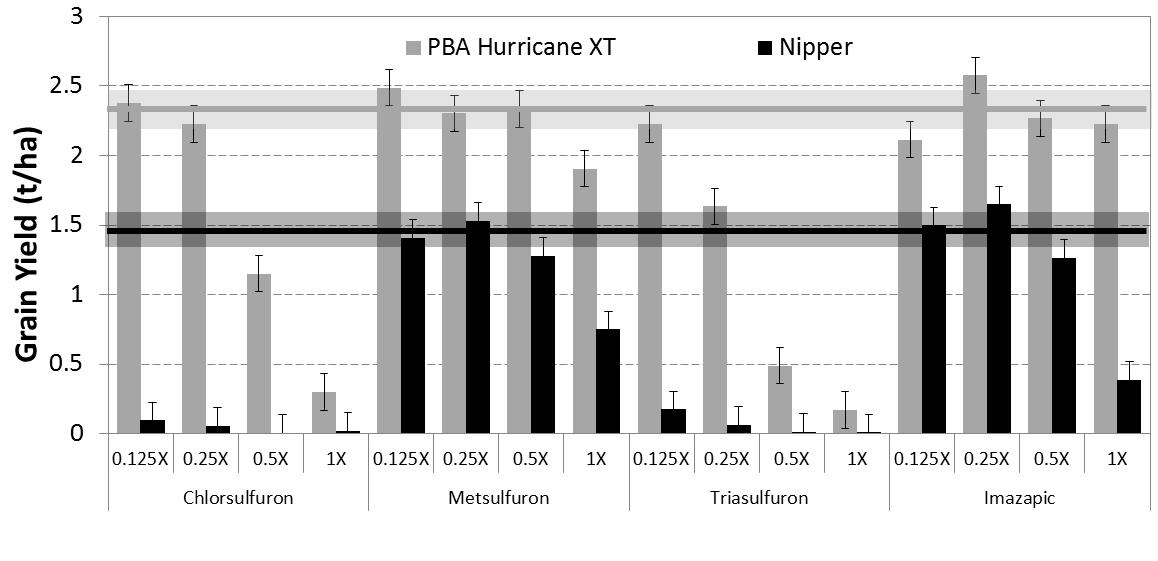 Figure 1: Effect of various Group B chemistries applied PSPE at four application rates on the grain yield of PBA Hurricane XTA and NipperA lentils, Pinery, 2013. Solid horizontal line indicates untreated variety yield, with shading showing associated error.