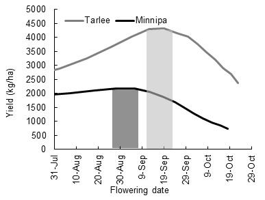 Figure 1. The relationship between flowering time and yield at Minnipa and Tarlee 