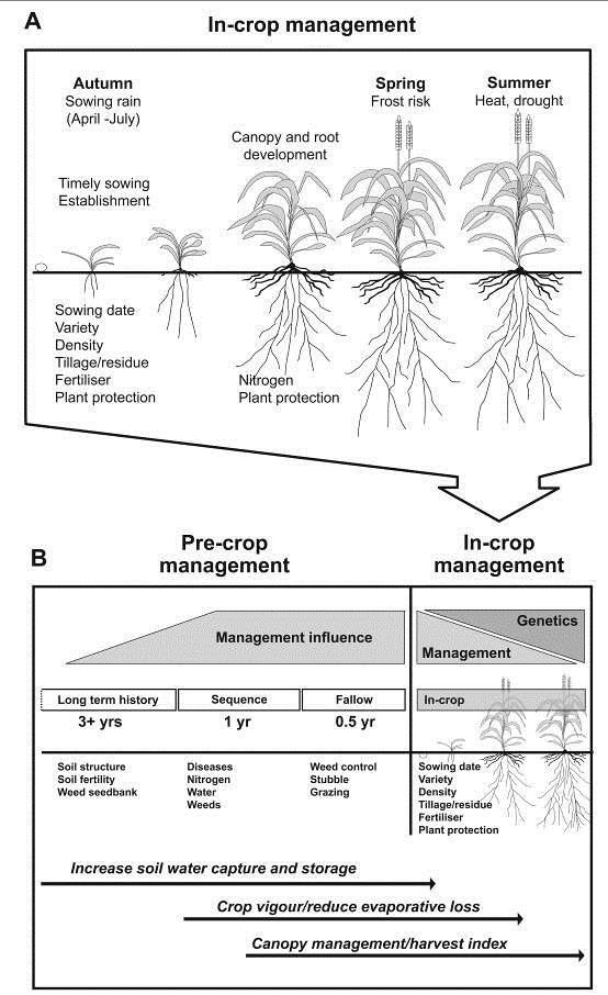 Figure 1: The range of in-crop management options (A) that influence the yield of wheat crops. Critical in-crop seasonal influences at sowing, anthesis and maturity are shown. In-crop management effects are placed in the context of various pre-crop management options (B). The continuum of overlapping influences of these various options on components of water-limited yield are shown by horizontal arrows. Note that in SW Victoria too much water capture and storage can lead to waterlogging in winter.