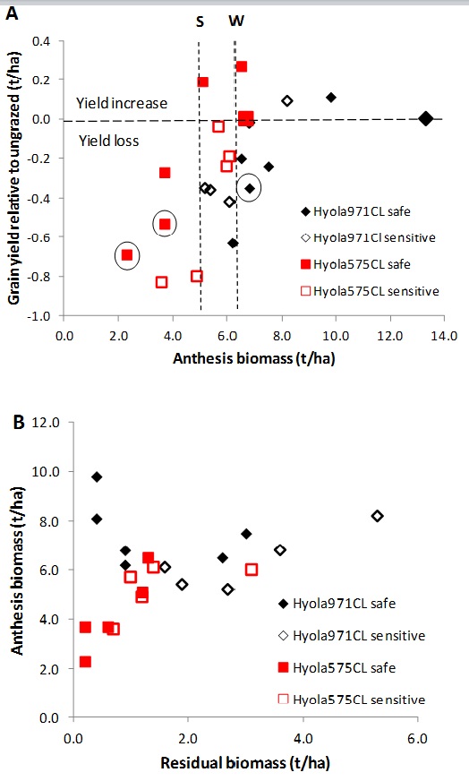 Figure 4. Anthesis biomass of defoliation treatments with a range of residual biomass levels (A) and subsequent relative grain yield (% of ungrazed) (B) achieved in winter canola Hyola®971CL (diamond, W) sown 25 March and spring canola Hyola®575CL (square, S) sown 23 April in experiments at Greenethorpe, NSW, in 2013. Defoliation treatments in the ‘safe’ window are indicated by closed symbols and those in the ‘sensitive’ window by open symbols. Dashed vertical lines indicate critical anthesis biomass for each cultivar to maintain yield similar to ungrazed controls (larger symbols). Circled symbols show hard treatments at bud visible that had reduced yield.