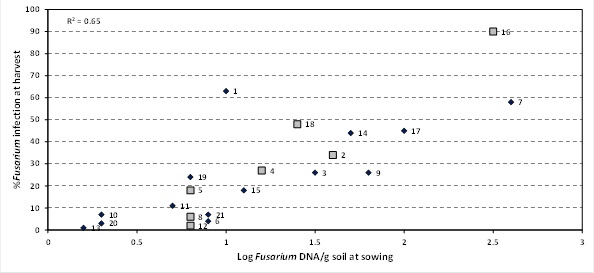 Figure 1. Relationship between at sowing DNA levels of Fusarium using PreDicta B® and incidence of crown rot infection at harvest – ‘Unspiked’ samples in 2013 Sites spiked with stubble represented by larger grey squares (sites 2, 4, 5, 8, 12, 16 and 18)
