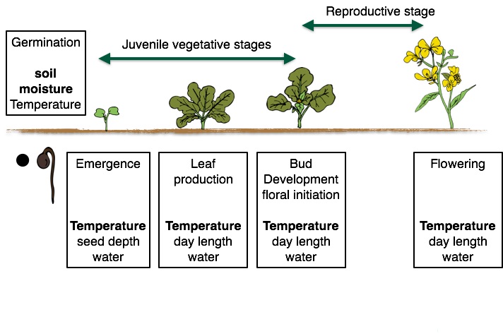 Figure 1. Growth stages for monocot and dicot crops, highlighting the different growth stages and the dominant environmental signels that influence growth in that stage.