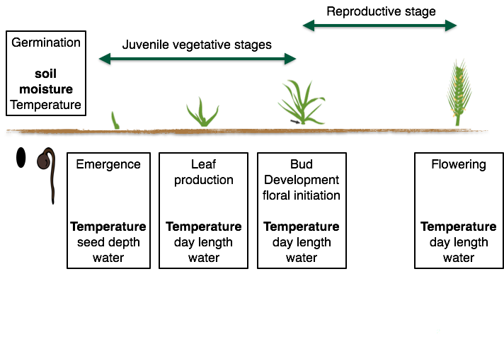 Figure 1. Growth stages for monocot and dicot crops, highlighting the different growth stages and the dominant environmental signels that influence growth in that stage.