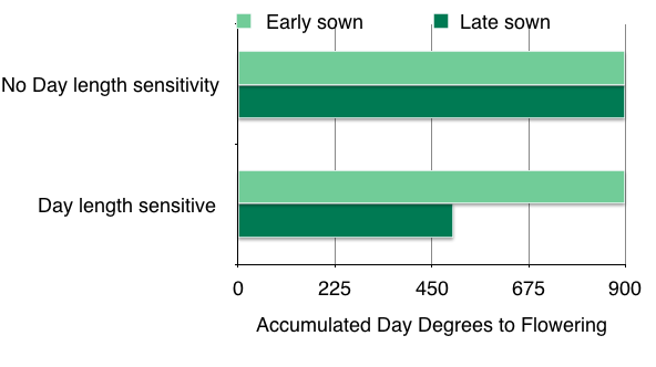 Figure 6.How daylength can reduce the flowering thermal time target, that is, the number of accumulated degree days required to reach flowering.