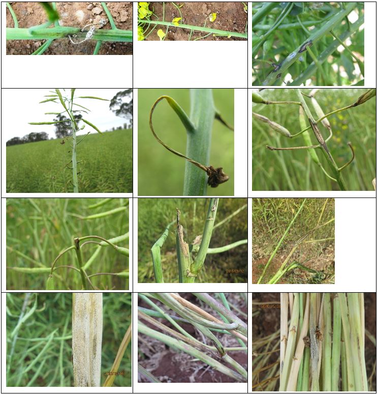 Figure 1: Symptoms of blackleg infection on flowers, peduncles, upper stems and branches.
