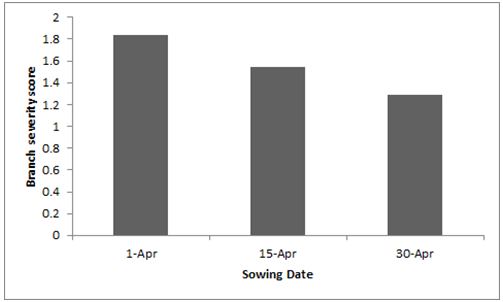 Figure 2: The effect of time of sowing on the severity of blackleg branch infection (p=0.07, l.s.d. = 0.46). Plants scored on a 0-4 scale (0 being no infection).