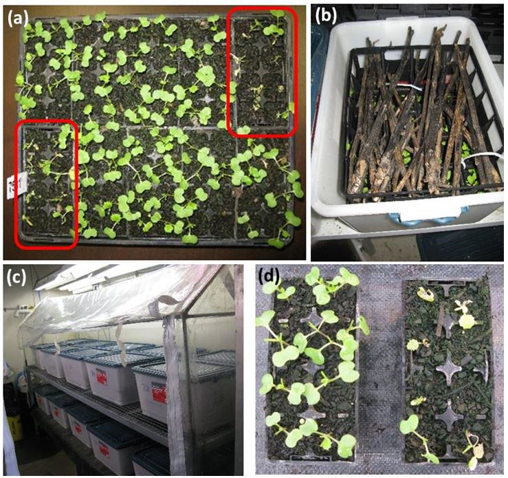 Figure 3: Methodology used for screening Australian blackleg populations for fungicide tolerance. (a) A tray of seedlings are inoculated per population. Two punnets are untreated controls (red circle) whilst the remaining eight punnets are treated with Jockey®. (b) Each tray of seedlings is place under moisten stubble in a plastic tub. (c) All tubs are placed in a constant temperature room for 36 hours to allow spore release to occur. (d) Examples of a ‘no tolerant’ (left) and ‘tolerant’ (right) population. 