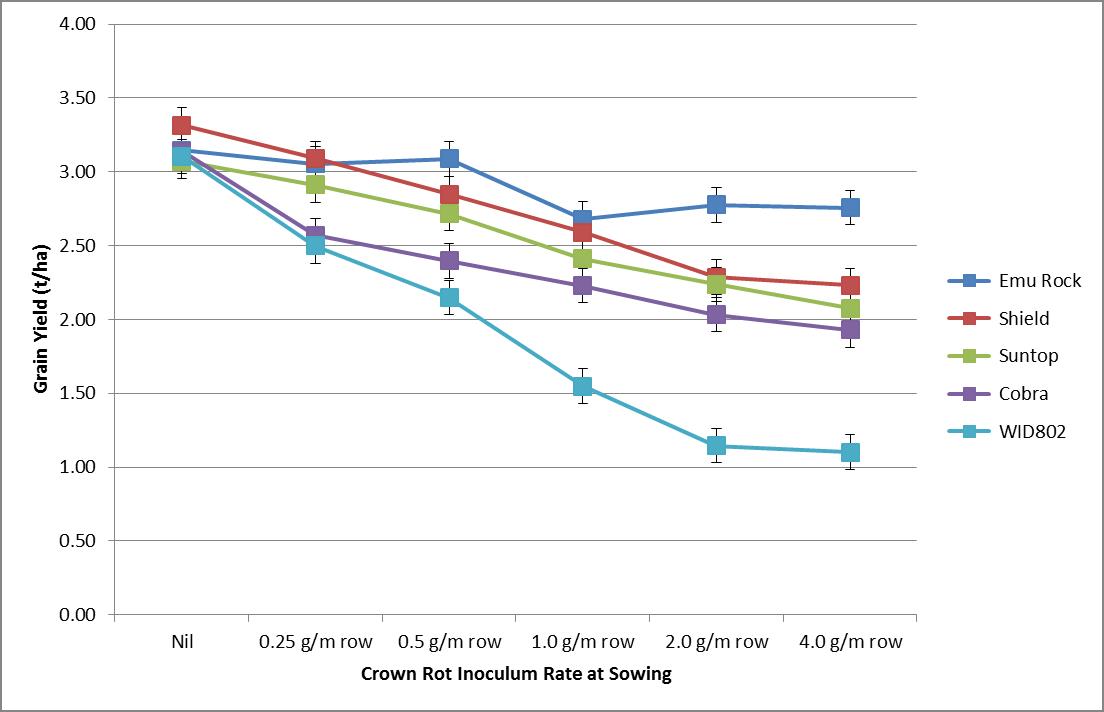 Figure 1: Effect of increasing crown rot inoculum levels at sowing on the grain yield (t/ha) of one durum wheat (WID802) and four bread wheat cultivars grown at Dooen during 2015 (study conducted in collaboration with Dr S. Simpfendorfer, NSWDPI; DAW00245).