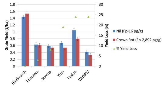 Figure 2: Grain yield (and grain yield loss) in the presence of low (nil treatment) and high crown rot levels at sowing at Dooen during 2015.