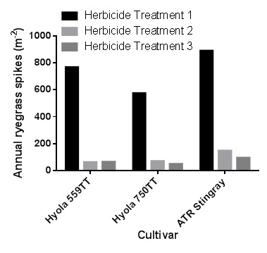 Figure 1. Effect of canola cultivar and herbicide treatment on annual ryegrass spike numbers at maturity at Roseworthy in 2015. Herbicide Treatment 1: no herbicides; Herbicide Treatment 2: Atrazine (1.5 kg ha-1) pre followed by 240 gai/L Clethodim (500 mL ha-1) post; and Herbicide Treatment 3: Rustler (1 L ha-1) pre followed by 240 gai/L Clethodim (500 mL ha-1) + Factor (80 g ha-1) + Atrazine (1.1 kg ha-1) post.
