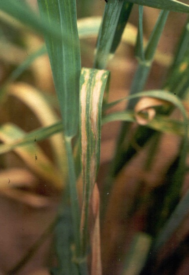 Figure 1: Zinc deficiency symptoms as seen in wheat.