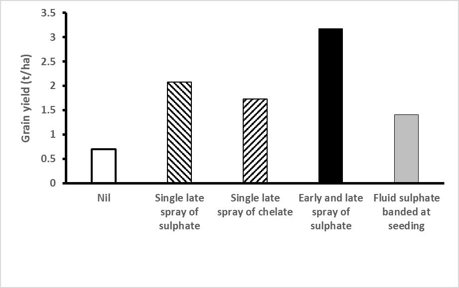Figure 2: Effectiveness of four application strategies for treating Cu deficiency in wheat. Foliar sprays were applied at 90g Cu/ha, the fluid at seeding at 1kg Cu/ha. Trial at Cummins, lower Eyre Peninsula, 2015.