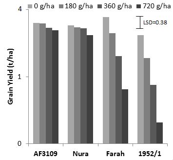 Figure 1: Yield response of faba bean lines with increasing rates of metribuzin, Turretfield 2012. 
