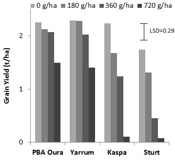Figure 2: Yield response of field pea lines with increasing rates of metribuzin, Kybunga 2013.