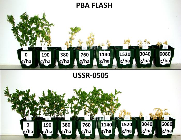 Figure 3: Lentil selection USSR-0505 showing a low level of improved tolerance compared to control cultivar PBA Flash.