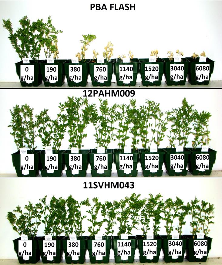 Figure 5: Tolerance levels of lentil selections 11SVHM043 and 12PAHM009 compared to control cultivar PBA Flash with increasing rates of metribuzin from controlled environment dose response studies.