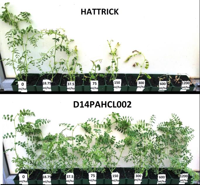 Figure 6: Photo from a preliminary clopyralid dose response showing improved tolerance levels of a chickpea selection D14PAHCL002 compared to control cultivar PBA HatTrick.