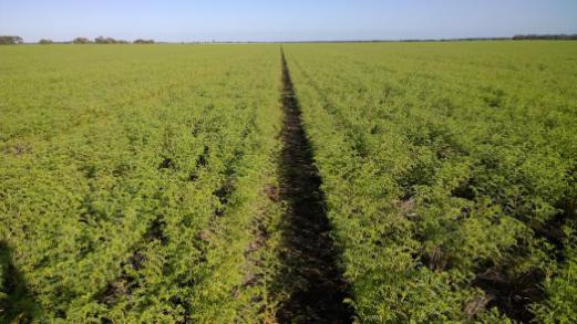A field of chickpeas