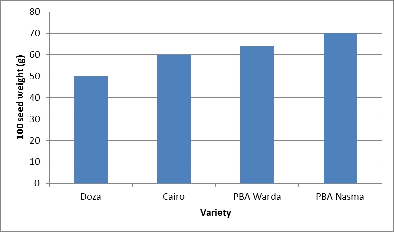 Figure 1. Average 100 seed weight (g) for selected faba bean varieties
