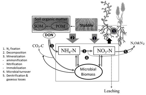 Figure 1: Biological processes involved in nitrogen cycling that influence plant available nitrogen levels in soil. SOM – soil organic matter, DON – dissolved organic nitrogen, POM – particulate organic matter.