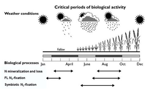 Figure 2: A conceptual diagram showing functionally important periods for different N-cycling biological processes and their impact within the farming systems in Australian winter-cropping growing regions.