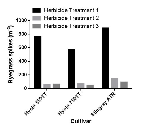 Figure 1: Effect of cultivar and herbicide treatment on annual ryegrass spike numbers at harvest at Roseworthy in 2015. Herbicide treatment 1: no herbicides. Herbicide treatment 2: Atrazine (1.6kg/ha) pre + Clethodim (500ml/ha) post. Herbicide treatment 3: Rustler (1L/ha) pre + Clethodim (500ml/ha) + Factor (80g/ha) + Atrazine (1.1kg/ha) post. Effects of herbicide treatment (p <0.0001) and cultivar (P<0.0001) were significant.