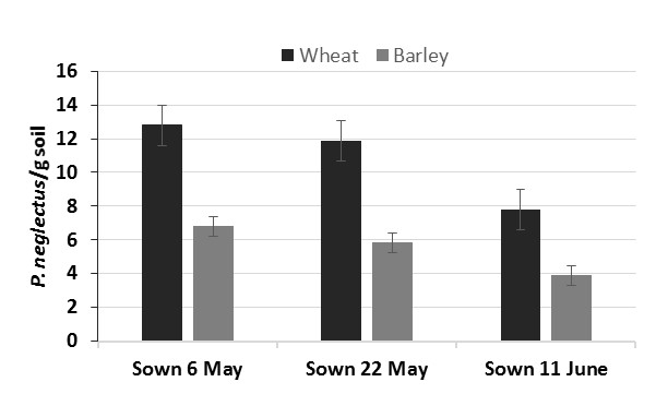 Figure 9: Pratylenchus neglectus levels at different times of the year on row of Grenade CL Plus wheat and Scope barley at Wilkawatt 2015 (bars are standard error of difference, SED).