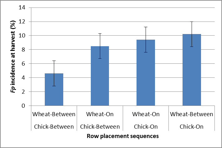 Figure 3. The interaction of chickpea row placement (2013) and wheat row placement (2014) on the incidence of Fp in wheat