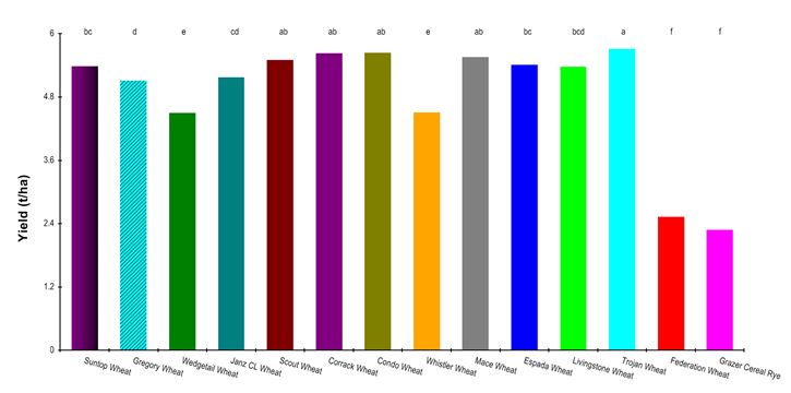 Figure 5. Grain yield of different wheat cultivars in the weed suppressive wheat trial (Wagga Wagga 2015).