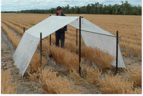 Figure 2. Wetting up for DUL determination and rainout shelter used for CLL determination