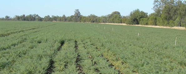 Figure 3. Gindie chickpea showing growth in the control treatment (foreground) and with deep PK (background) at 30 August 2013