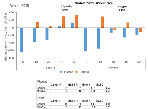 Figure 9. Grain yields from 2015 wheat crops at Nyngan and Gilgandra in response to both starter P and additional P at various rates placed either shallow (5cm) or deep (20cm). Data are shown for the average of the 2 application depths