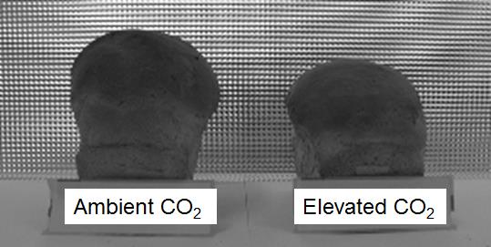 Figure 4: Reduced loaf volume due to elevated CO2.