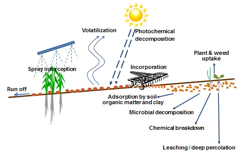 Figure 1. Pathways for herbicide degradation, loss and movement