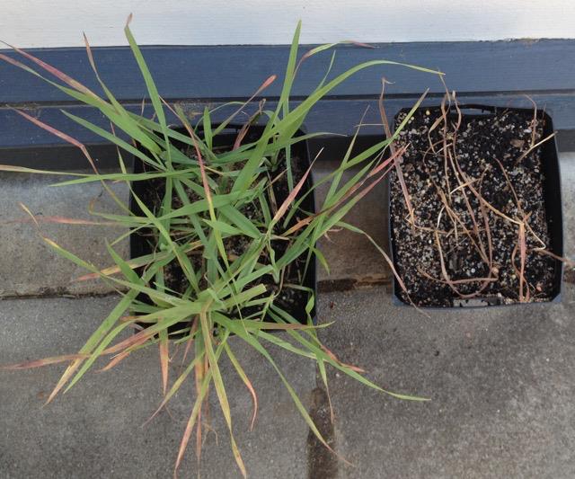 Figure 1: IMI resistant brome (left) and susceptible brome (right) after treatment with three times the field rate of an IMI herbicide.