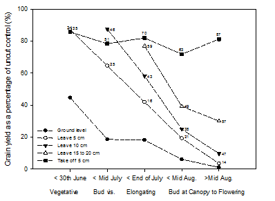 Figure 6. Grain yield recovery of canola crops defoliated at different intensities and timings in the Western Australian wheat-belt (Source: Seymour et al. 2014) showing that light defoliation even later in the season after ‘safe’ lock-up can have only moderate impacts on crop grain yield recovery. Numbers indicate the residual biomass as a % of the control at that time.