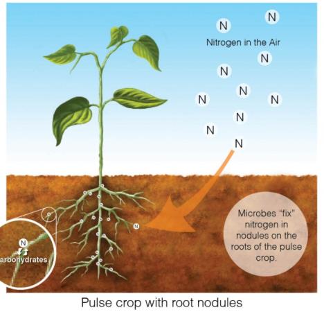 Figure 1: Pulse crop with root nodules.