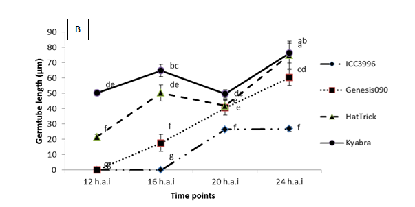 Figure 2. Significant differences were observed among the physiological traits of a highly pathogenic isolate FT13092-1 from Kingsford, SA when inoculated onto chickpea genotypes that are resistant (ICC3996 and Genesis090), moderately resistant (PBA HatTrick) or susceptible (Kyabra). Where A = the percentage of germinated spores and B = the germtube length over time after inoculation.