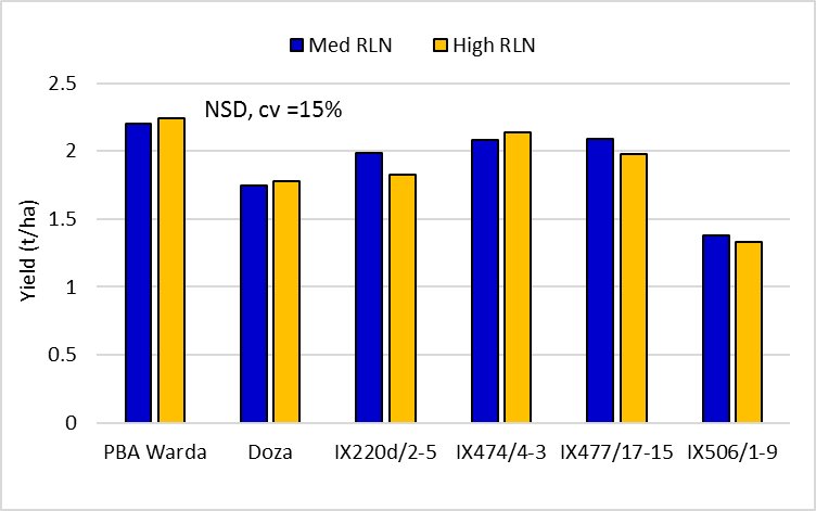 Figure 3.  Faba bean variety yields in the ‘medium’ and ‘high’ Pt strips  (Doza and PBA Warda are protected under the Plant Breeders Rights Act 1994)