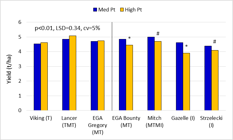 Figure 5.  Early sown wheat yields for key lines in the ‘med’ and ‘high’ Pt strips. (Lancer, EGA Gregory, EGA Bounty, Mitch, Gazelle and Strzelecki are protected under the Plant Breeders Rights Act 1994)