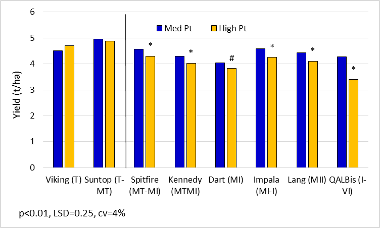 Figure 6.  Main sown wheat yields for key lines in the ‘med’ and ‘high’ Pt strips. (Suntop, Spitfire, Kennedy, Dart, Impalaand Lang are protected under the Plant Breeders Rights Act 1994)