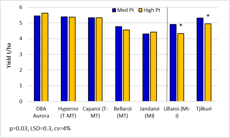 Figure 7.  Durum yields for key lines in the ‘med’ and ‘high’ Pt strips.  (DBA Aurora, Hyperno, Caparoi, Bellaroi, Jandaroi, Lillaroi and Tjilkuri are protected under the Plant Breeders Rights Act 1994)