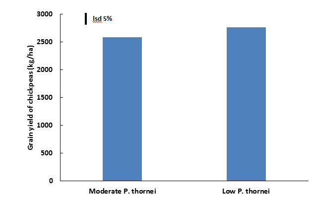 A bar chart showing the reduction of chickpea yield when grown with moderate levels of P theornei