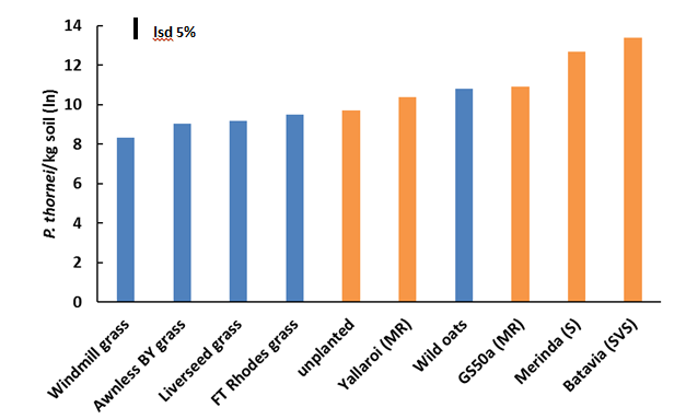 Figure 3.  Final populations of a) P. thornei or b) P. neglectus/kg soil (ln) after 16 weeks growth of grass weeds (blue bars) in comparison to cereal (Yallaroi is durum; Abacus is triticale; all others are wheat) and unplanted controls (orange bars).  For P. thornei all weeds tested were poor hosts (resistant) and populations were not significantly different to the resistant controls.  For P. neglectus, Liverseed grass was susceptible (P<0.05).  FT Rhodes grass is Feathertop Rhodes grass, Awnless BY grass is Awnless Barnyard grass. (​for cereal cultivars listed in the figures.)