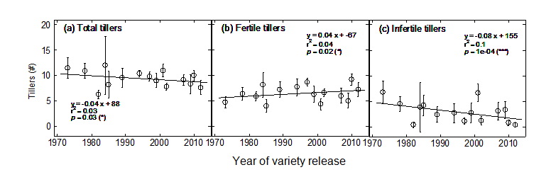 Figure 2. Changing tillers at flowering, over a year of release.