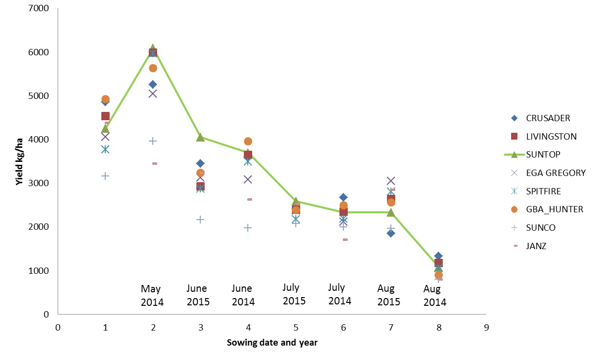 Figure 1. The yield of released cultivars across dates of sowing at Narrabri between 2014 and 2015 (Suntop, Spitfire, EGA Gregory, GBA Hunter, Livingston, Crusader in the graph above are all  protected under the Plant Breeders Rights Act 1994.)