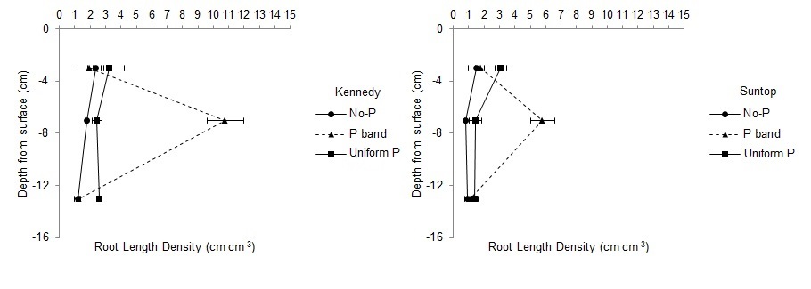 Figure 1. Example of the increase in root length density (RLD) of wheat varieties over 13 cm following either no P application (No-P), a band containing 150 mg P kg-1 (P band) or a uniform profile with 150 mg P kg-1 throughout (Uniform P).