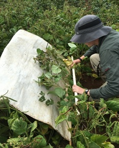 soft beat sheet, the main tool used to sample row crops for pests and beneficial insects.