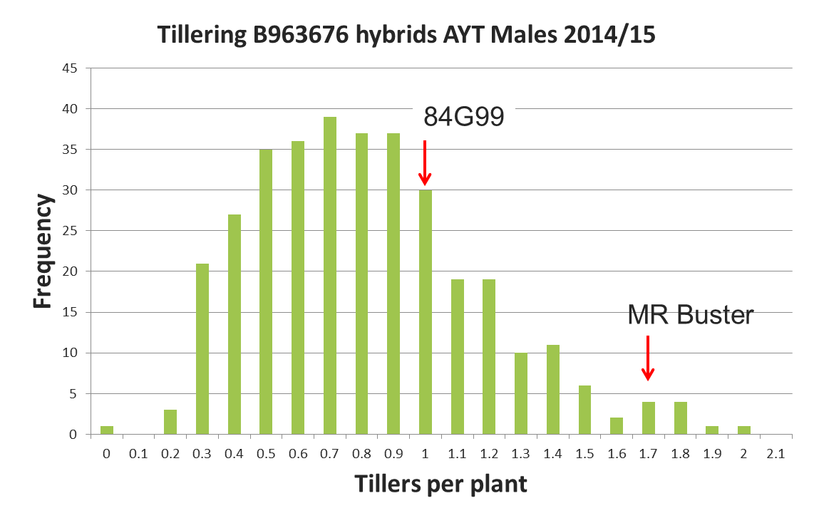Figure 6. Tillering potential in experimental hybrids compared to high and low tillering commercial hybrids
