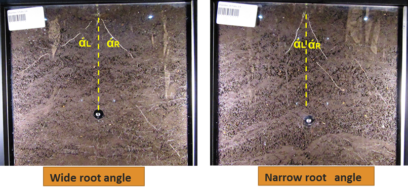 Figure 7. Variation in nodal root angle in sorghum seedlings